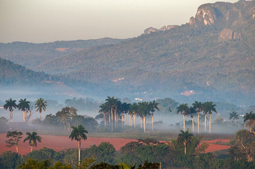 Morning fog rises from the palm tree lined Vinales Valley-Cuba art print by Janis Miglavs for $57.95 CAD